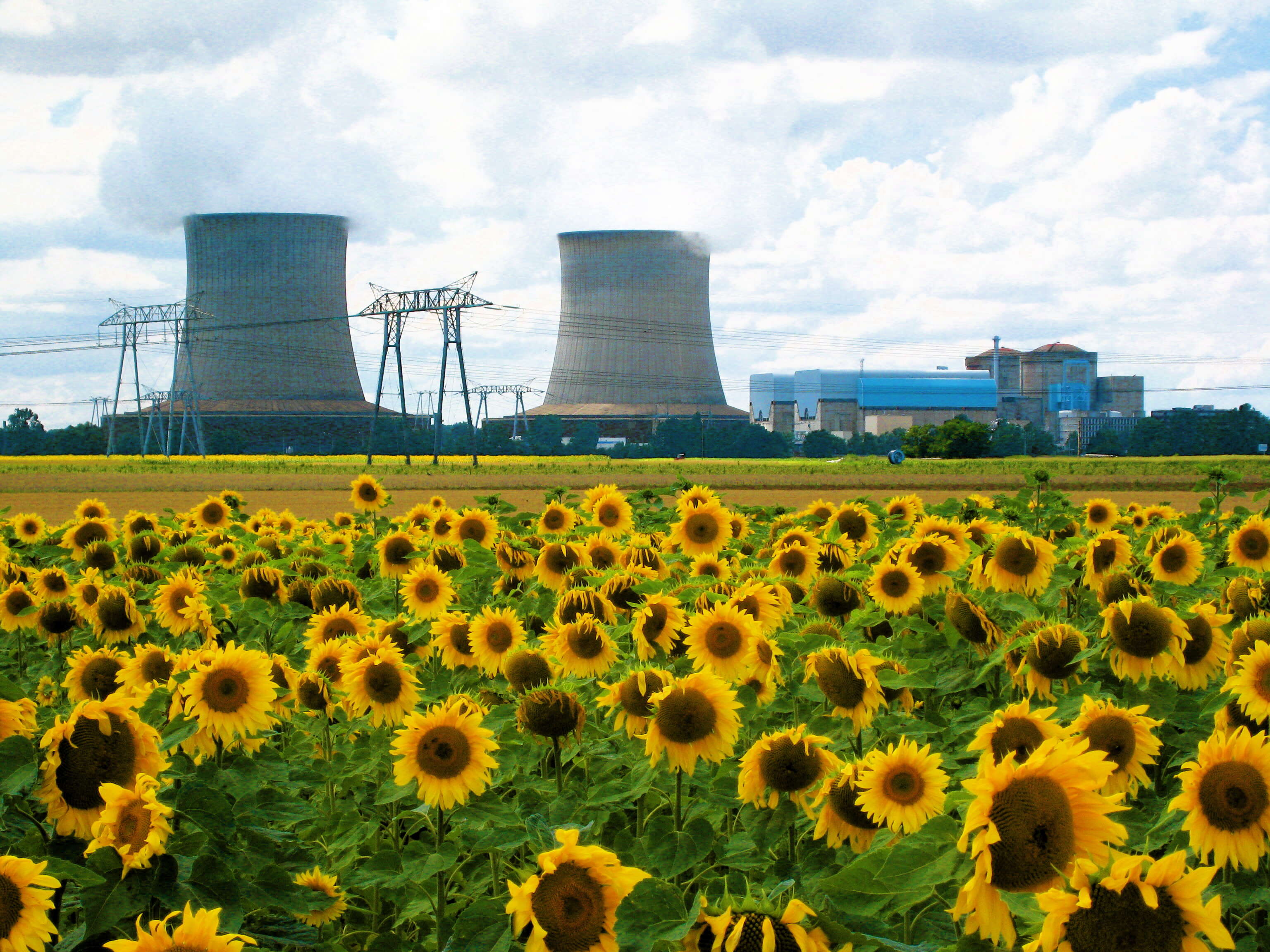 Image of common sunflower