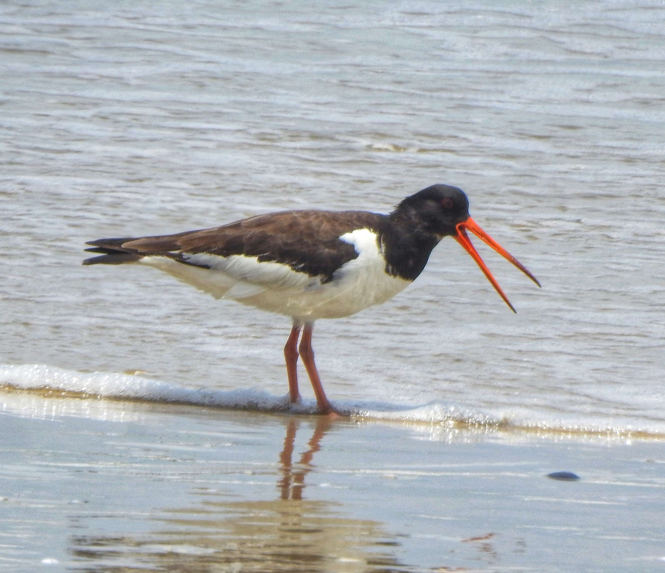 Image of oystercatcher, eurasian oystercatcher