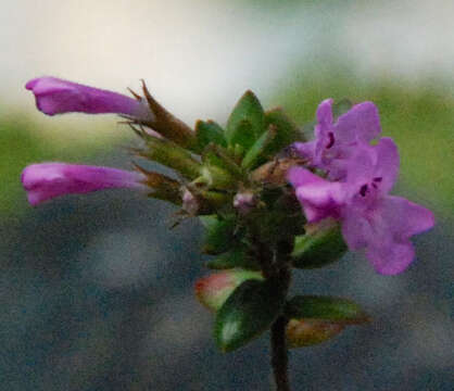 Image of Micromeria glomerata P. Pérez