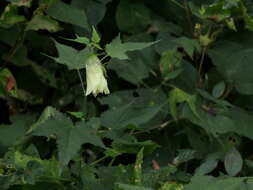 Hibiscus vitifolius L.的圖片