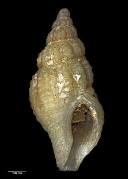 Euthrenopsis otagoensis Powell 1929 resmi