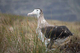 Image of Amsterdam Albatross