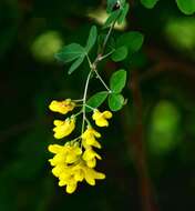 Image of Common Laburnum