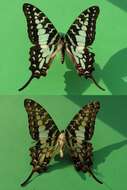 Image de Graphium policenes (Cramer (1775))