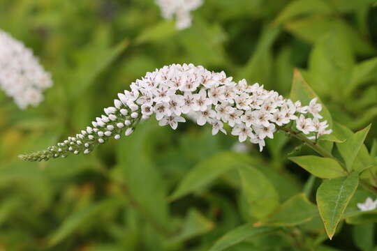 Image of gooseneck yellow loosestrife