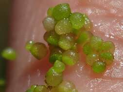 Image of Rootless Duckweed