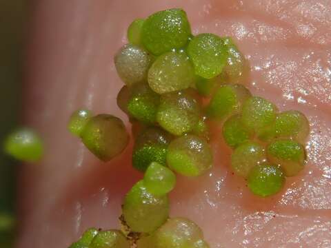 Image of Rootless Duckweed