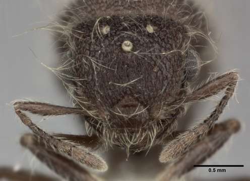 Image of <i>Meranoplus bicolor</i> (Guérin-Méneville 1844)