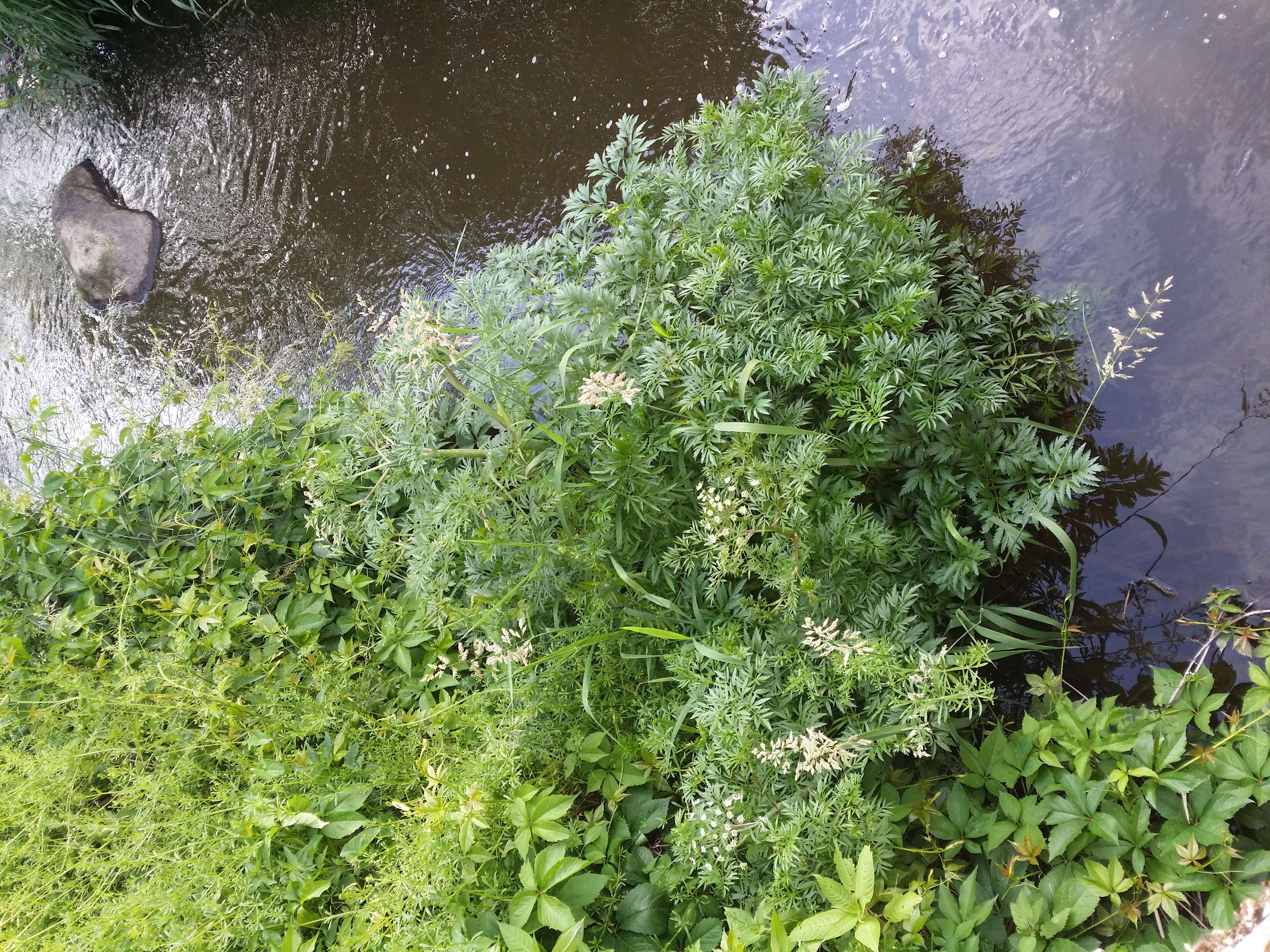 Image of European Waterhemlock