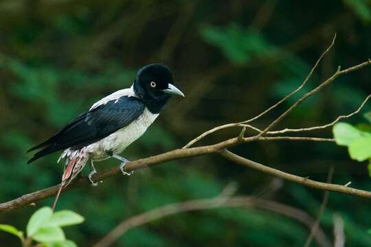 صورة Oriolus mellianus Stresemann 1922