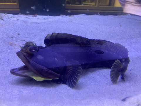 Image of Sarcastic Fringehead