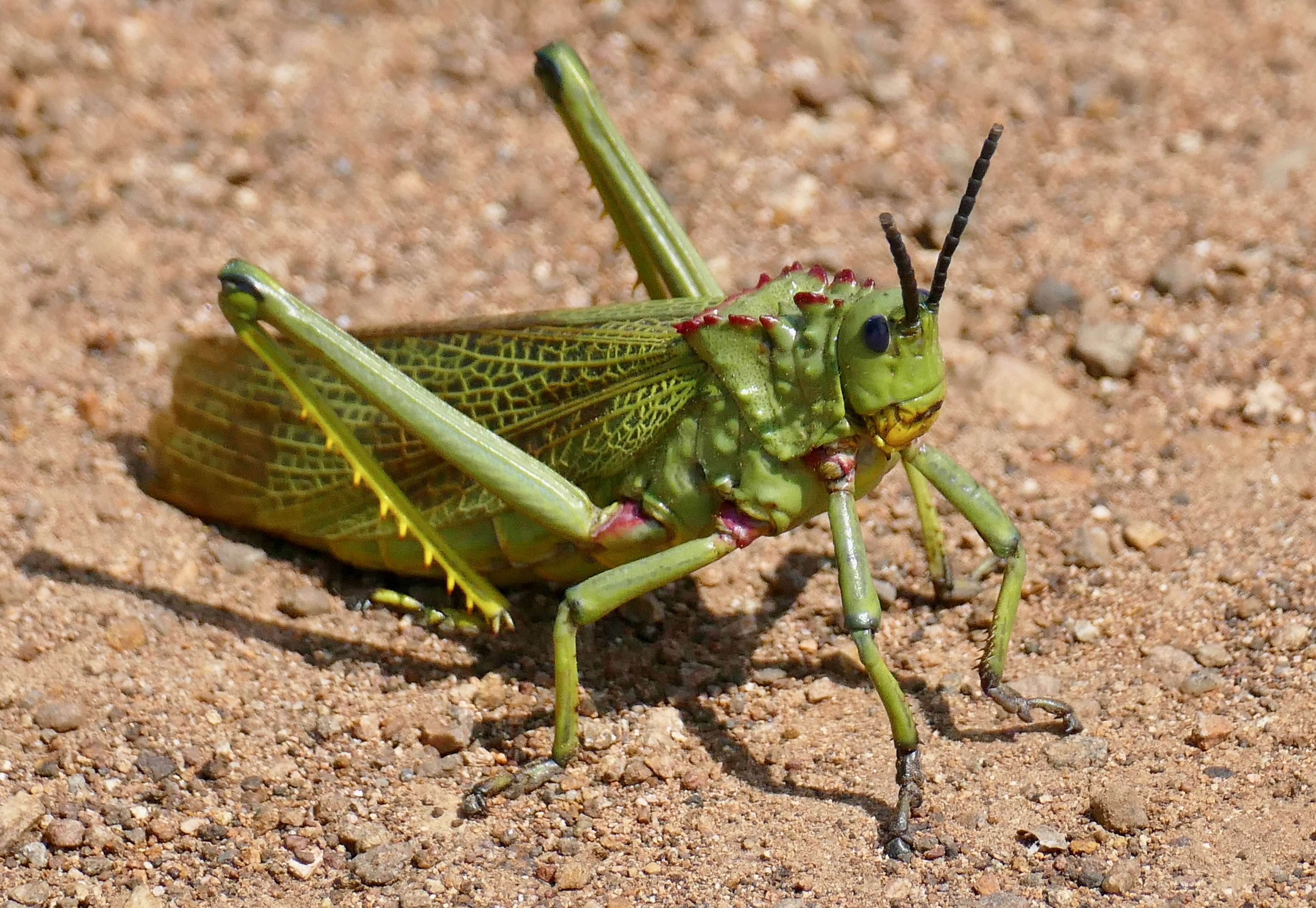 Plancia ëd Phymateus (Phymateus) viridipes Stål 1873