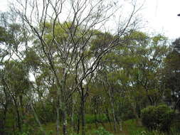 Image of Sophora chathamica Cockayne