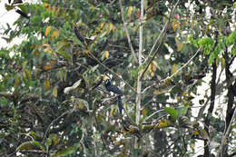 Image of Oriental Pied Hornbill