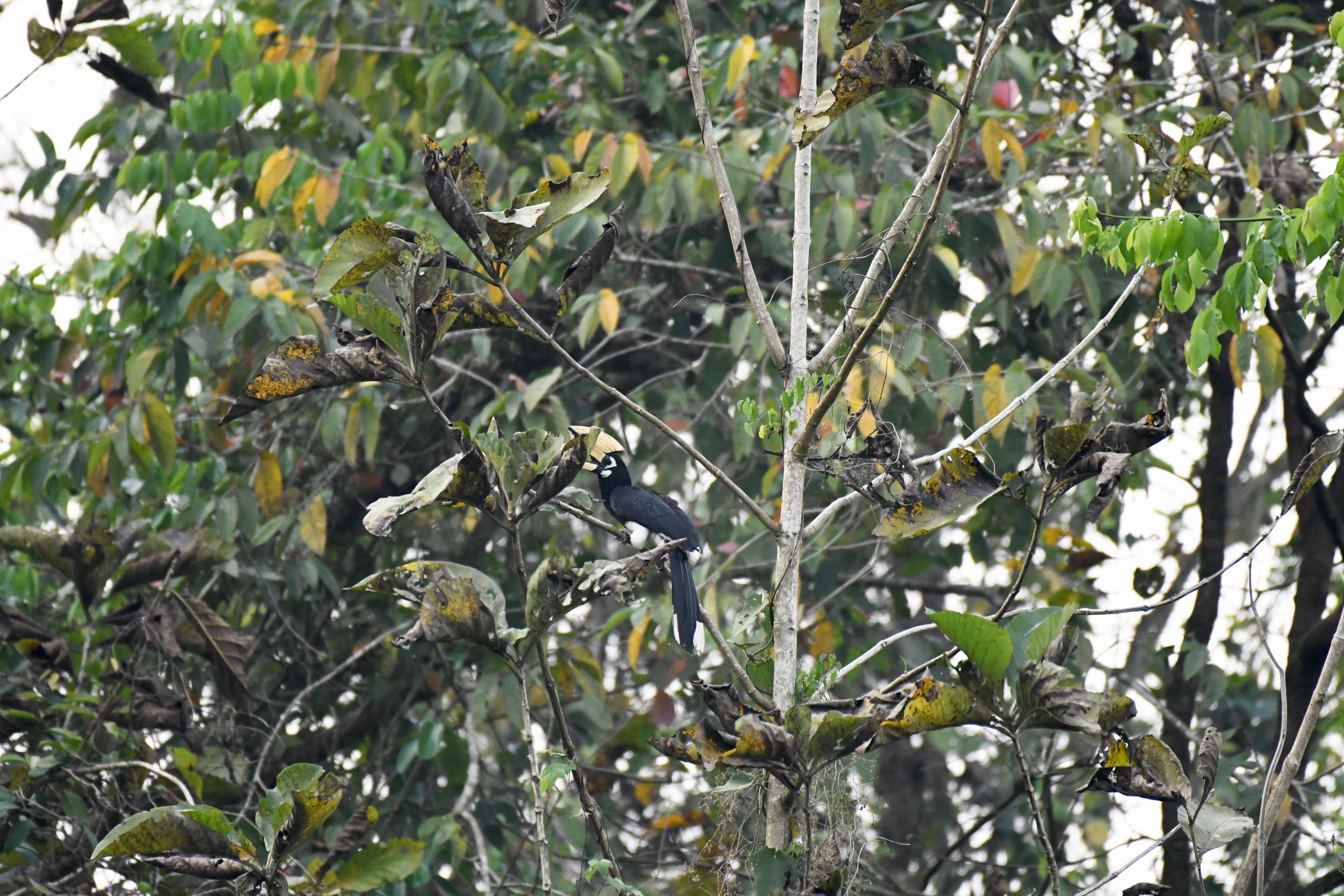 Image of Oriental Pied Hornbill