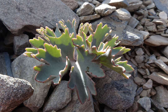 Image of Ranunculus acraeus Heenan & P. J. Lockh.