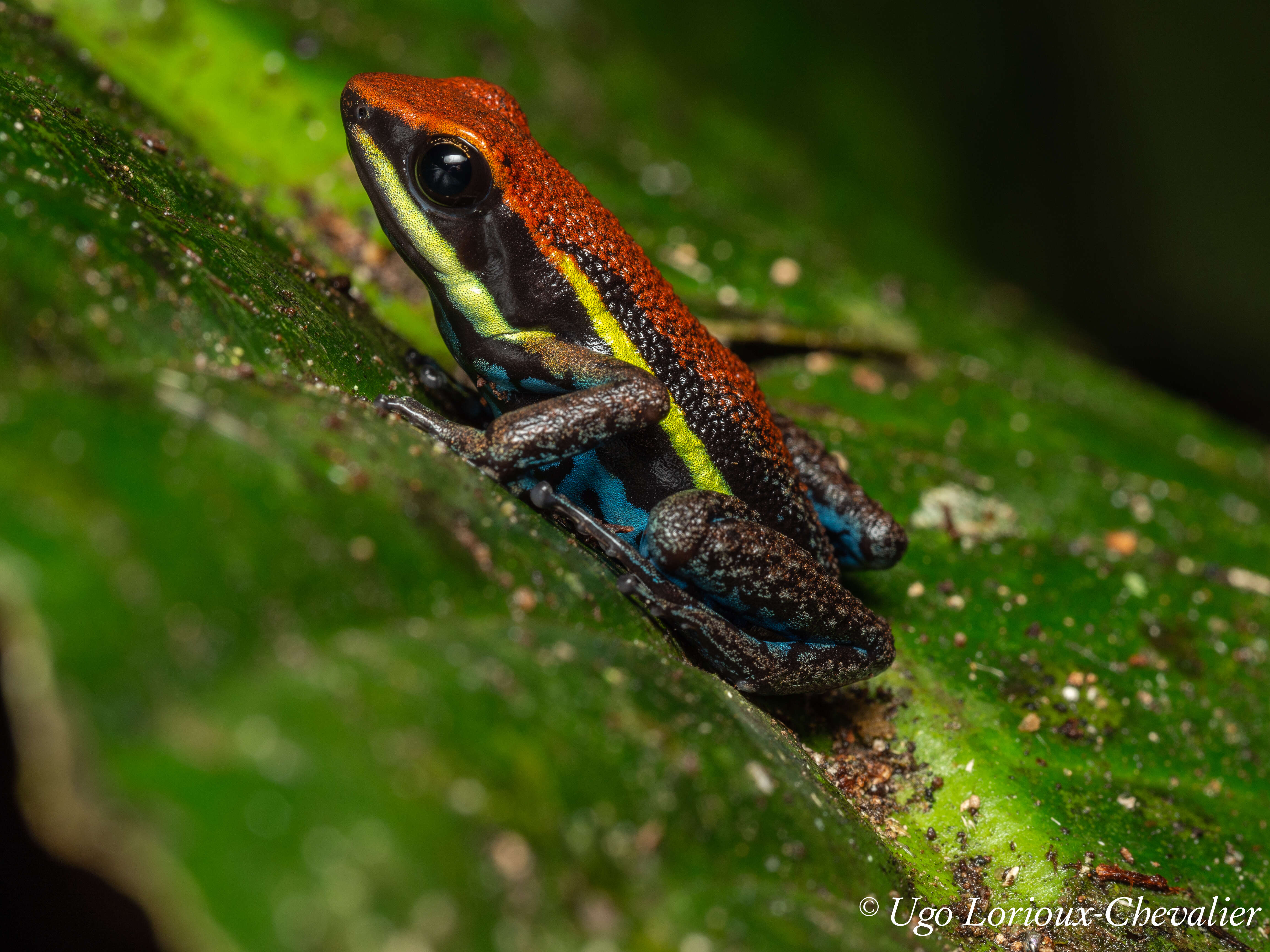 Image of Cainarachi Poison Frog