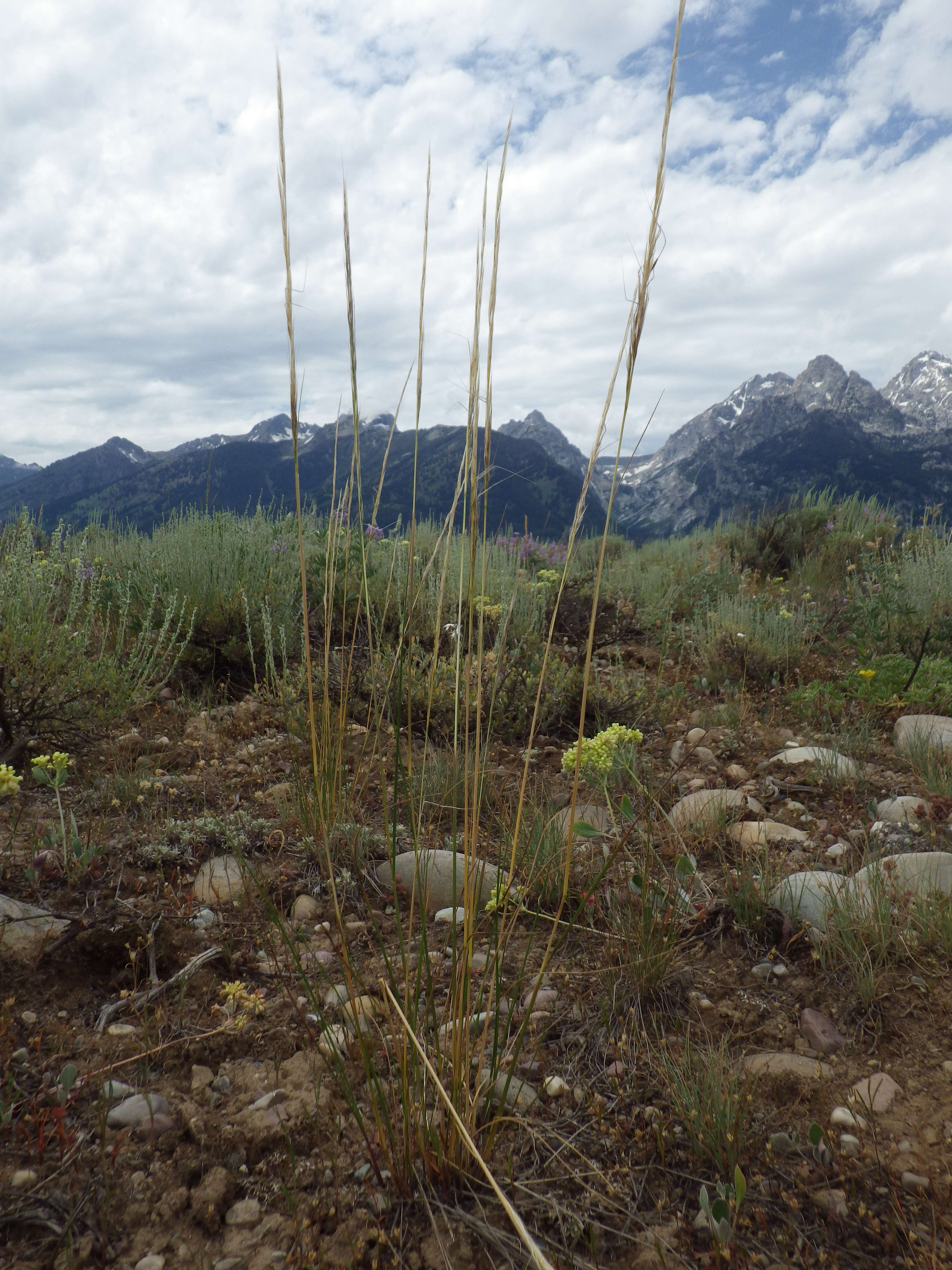 Image of western needlegrass