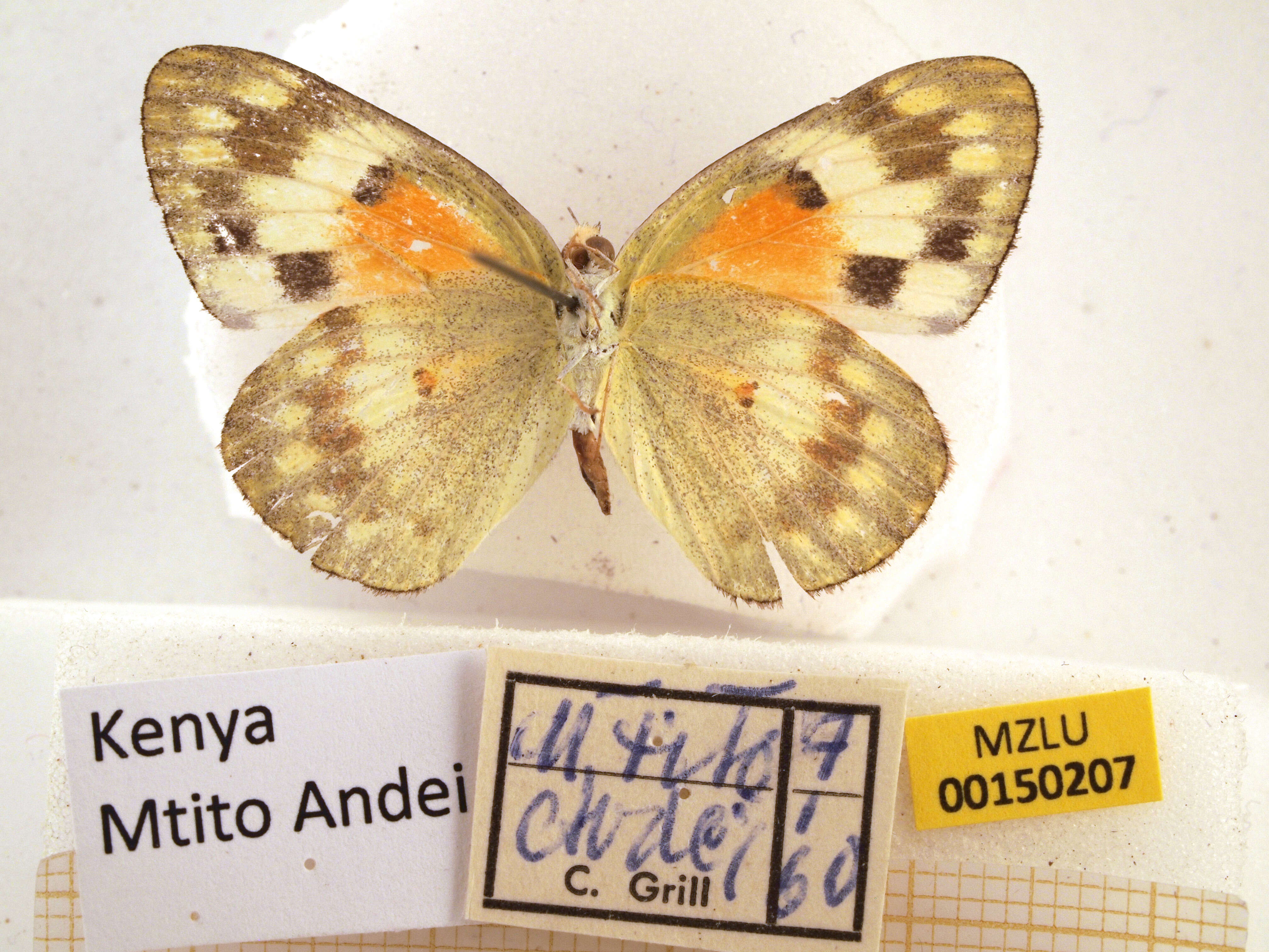 Colotis amata (Fabricius 1775)的圖片