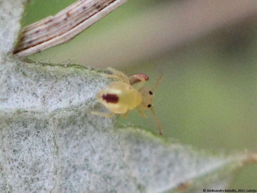 Image of Dicyrtomina minuta (Fabricius O 1783)