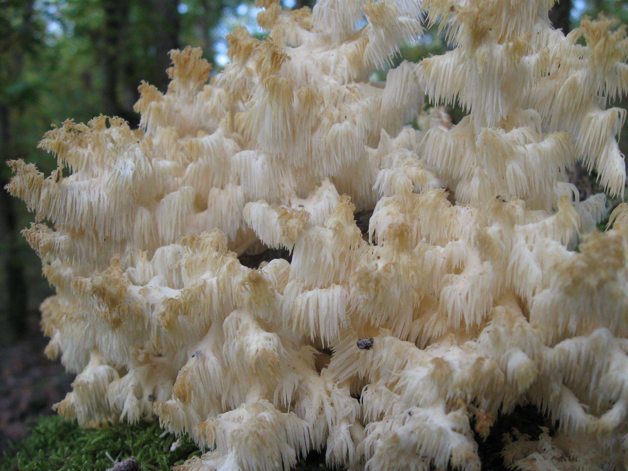 Image of Hericium clathroides (Pall.) Pers. 1797