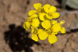 Image of Gordon's bladderpod