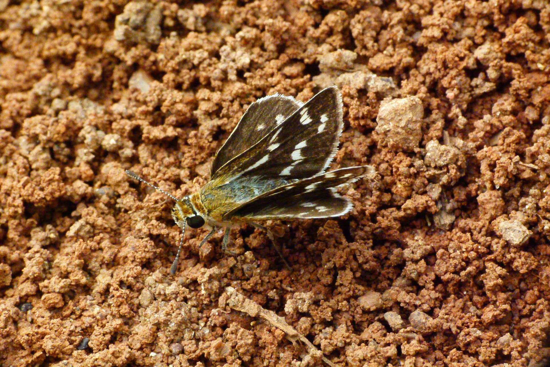 Image of Grey-veined Grass Dart