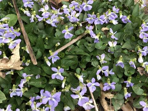 Image of common blue violet