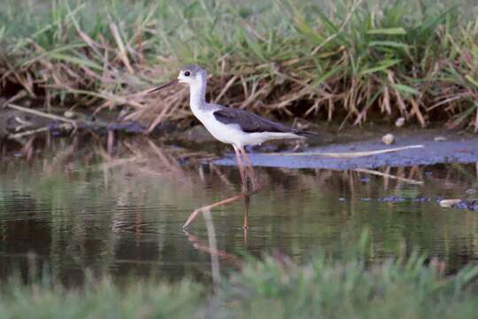 Image of White-breasted Waterhen