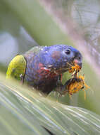 Image of Blue-headed Parrot