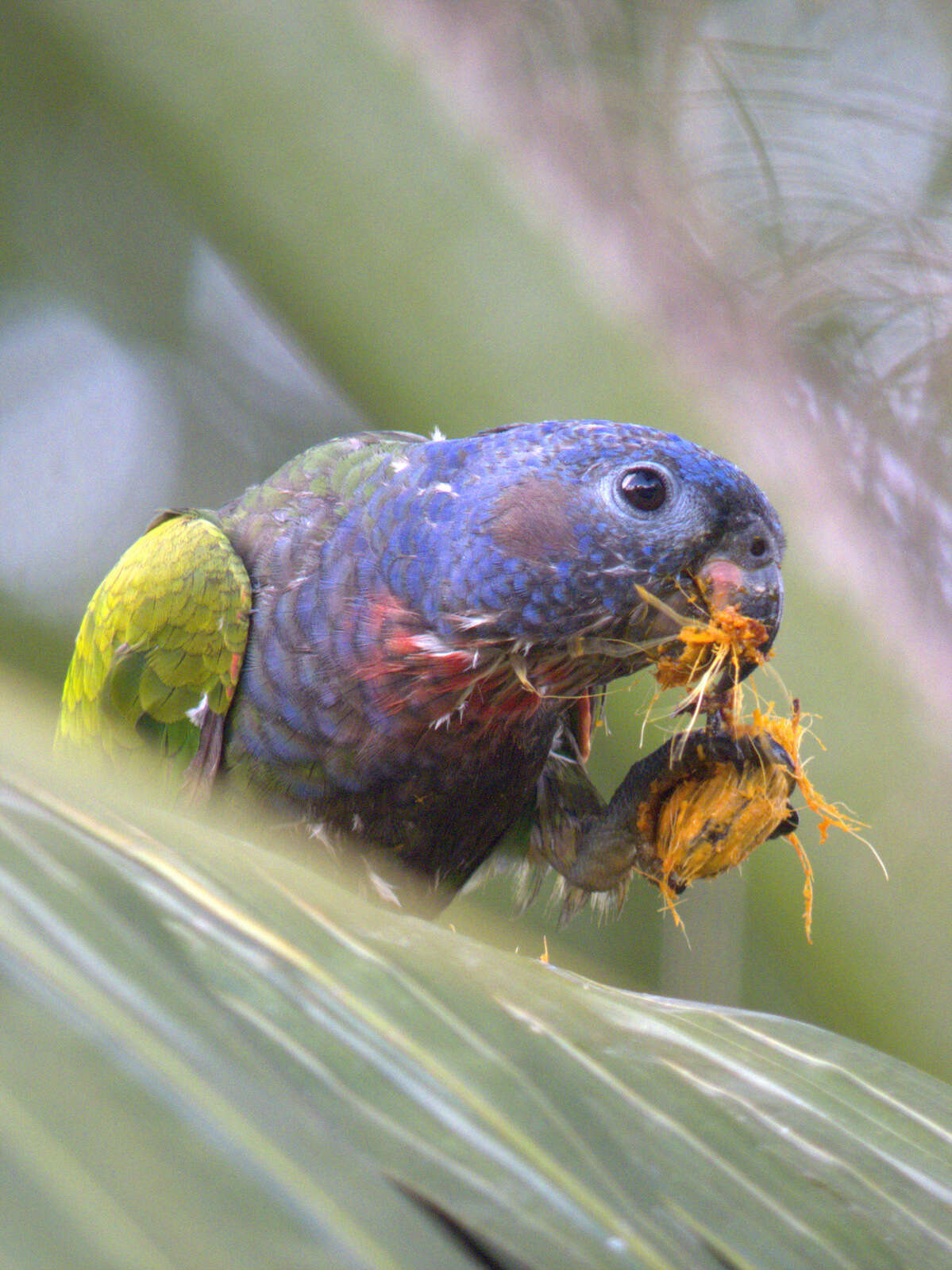 Image of Blue-headed Parrot