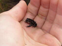 Image of Rose’s Mountain Toadlet