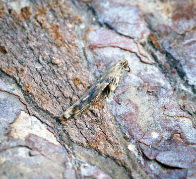 Image of Caloptilia falconipennella (Hübner 1813)