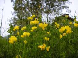 Image of Common Bird's-foot-trefoil