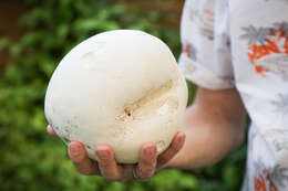 Image of Calvatia gigantea (Batsch) Lloyd 1904