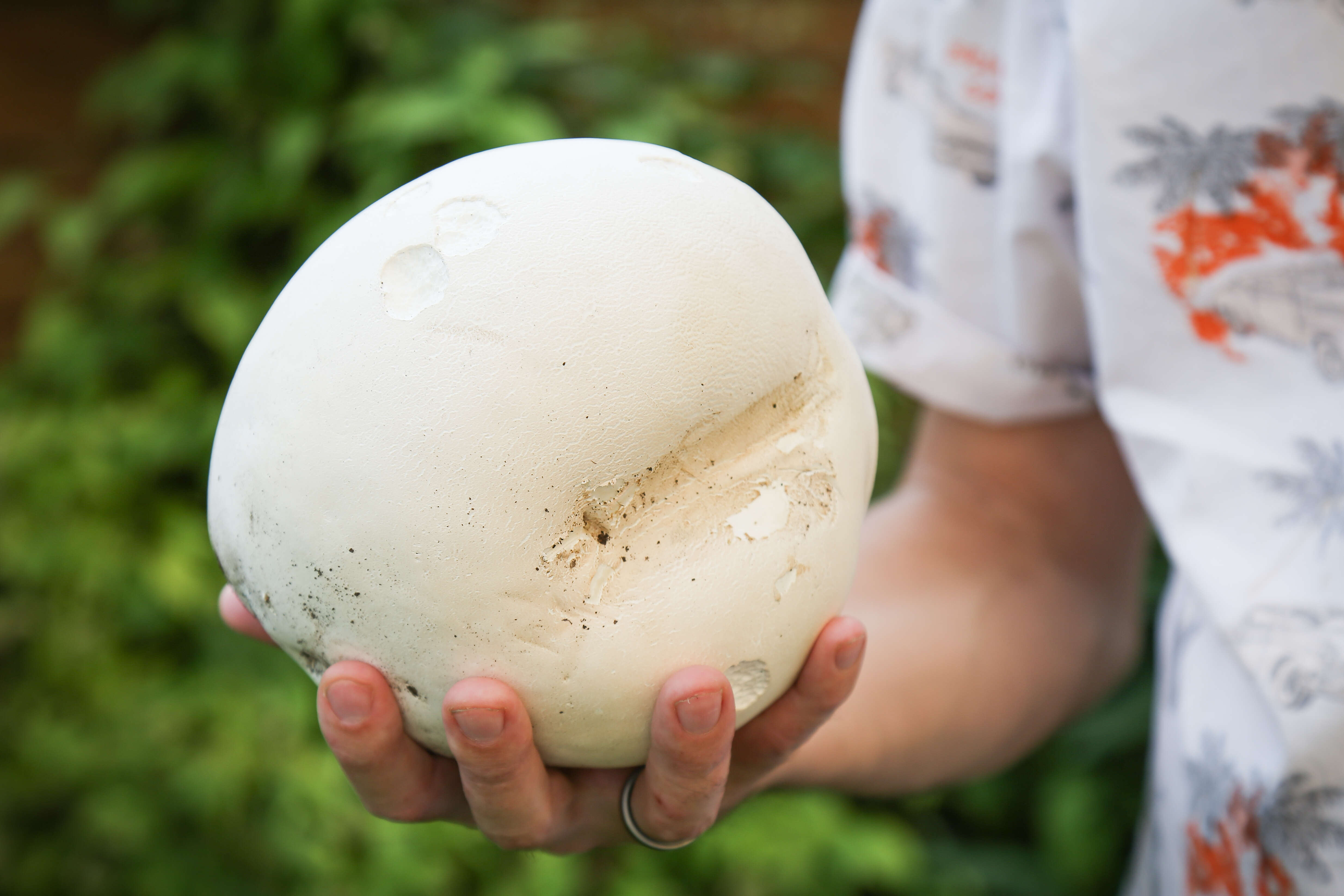 Image of Calvatia gigantea (Batsch) Lloyd 1904