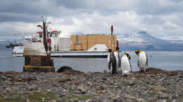 Image of King Penguin