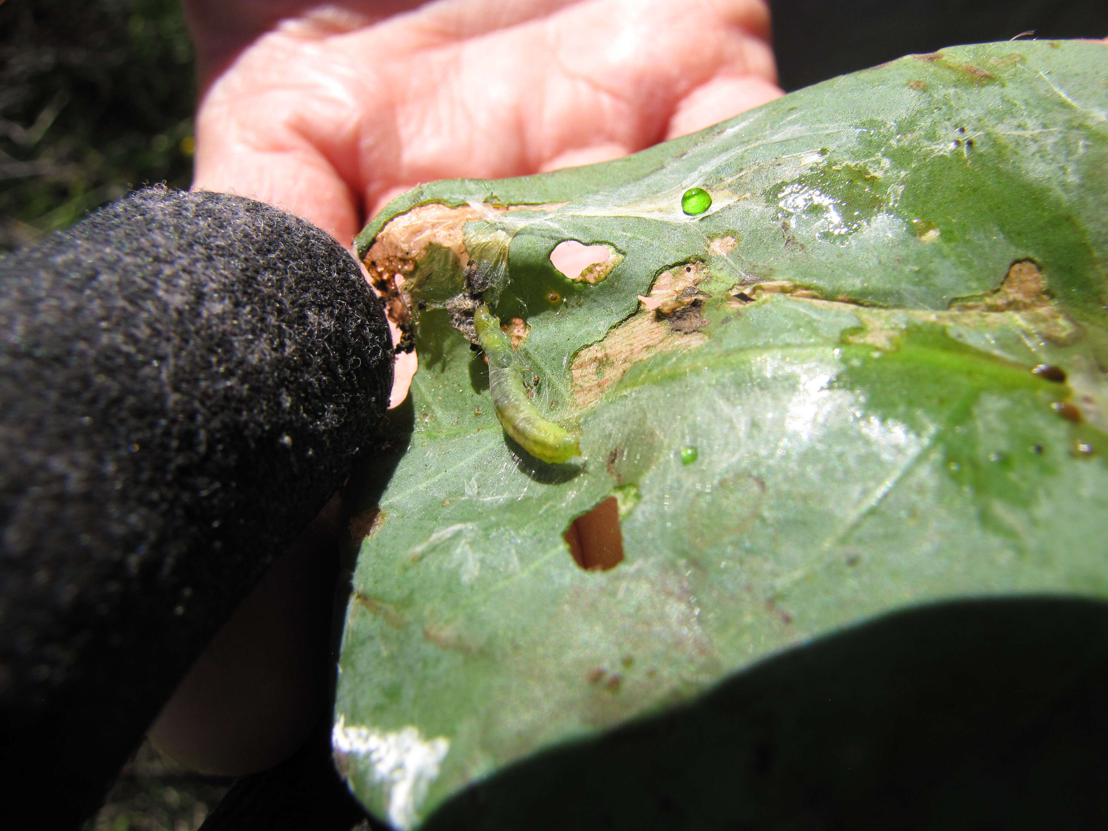 Image of tree tobacco