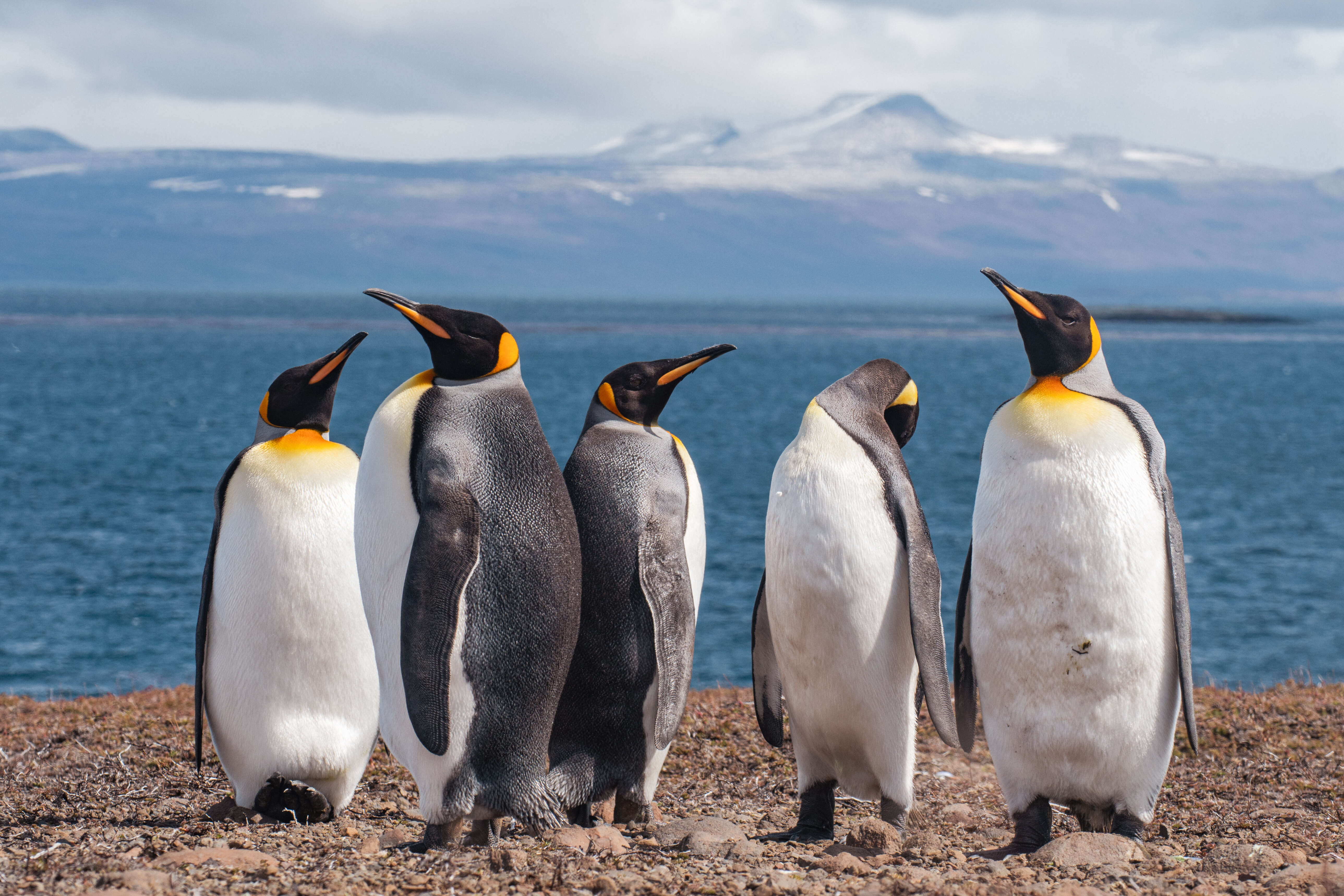 Image of King Penguin