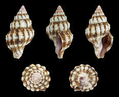 Image of Forsskal's whelk