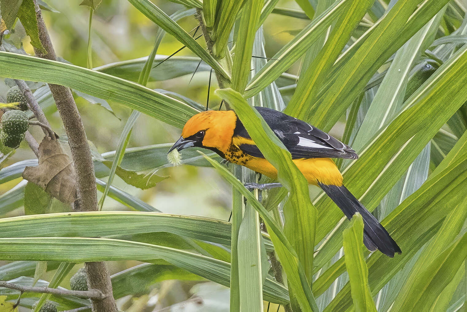 Image of Spot-breasted Oriole