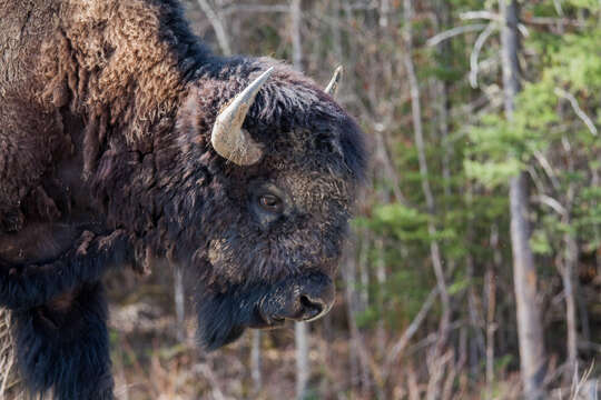 Image of Bison bison athabascae