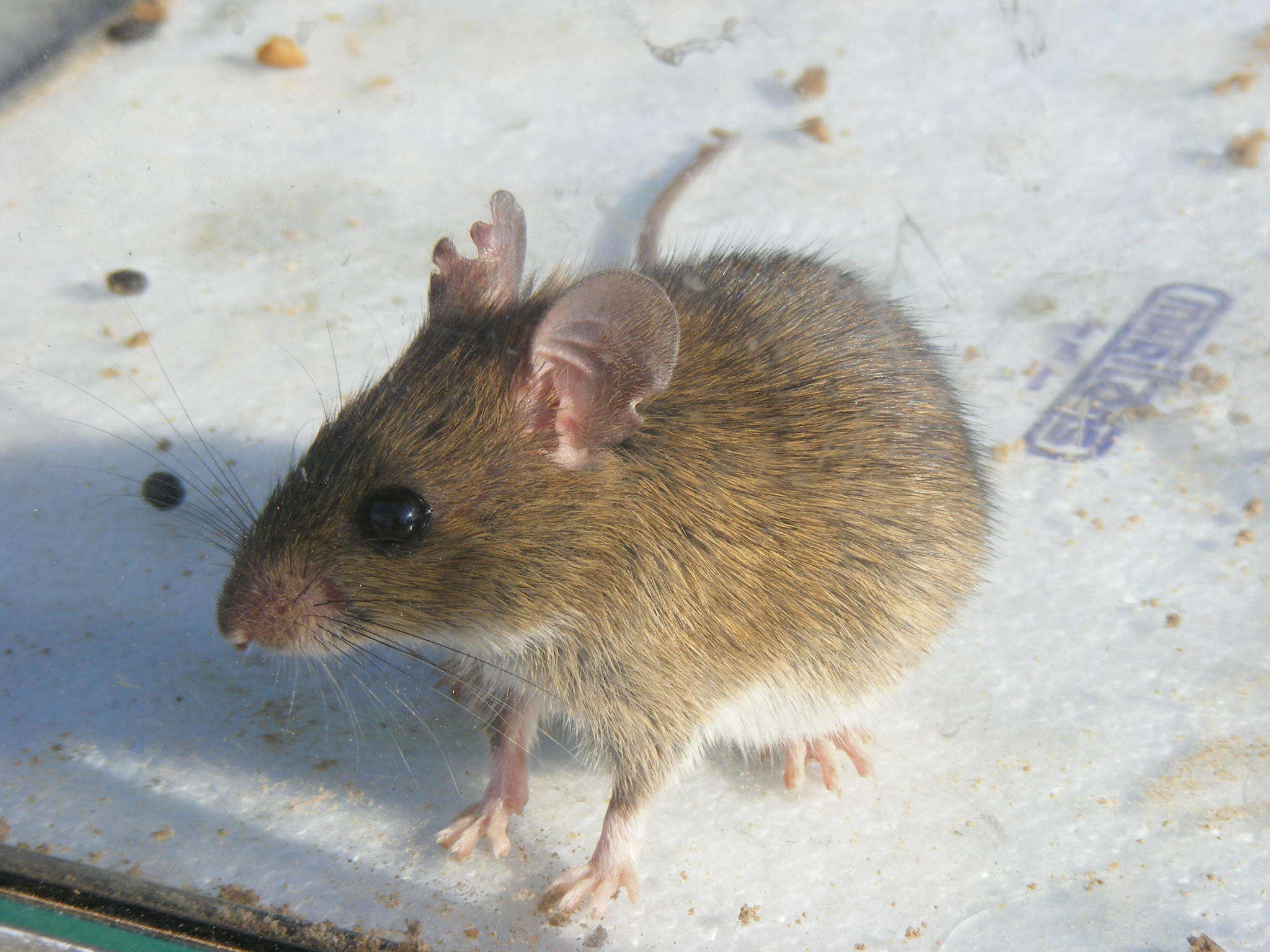 Image of Tete Veld Aethomys -- Tete Veld Rat