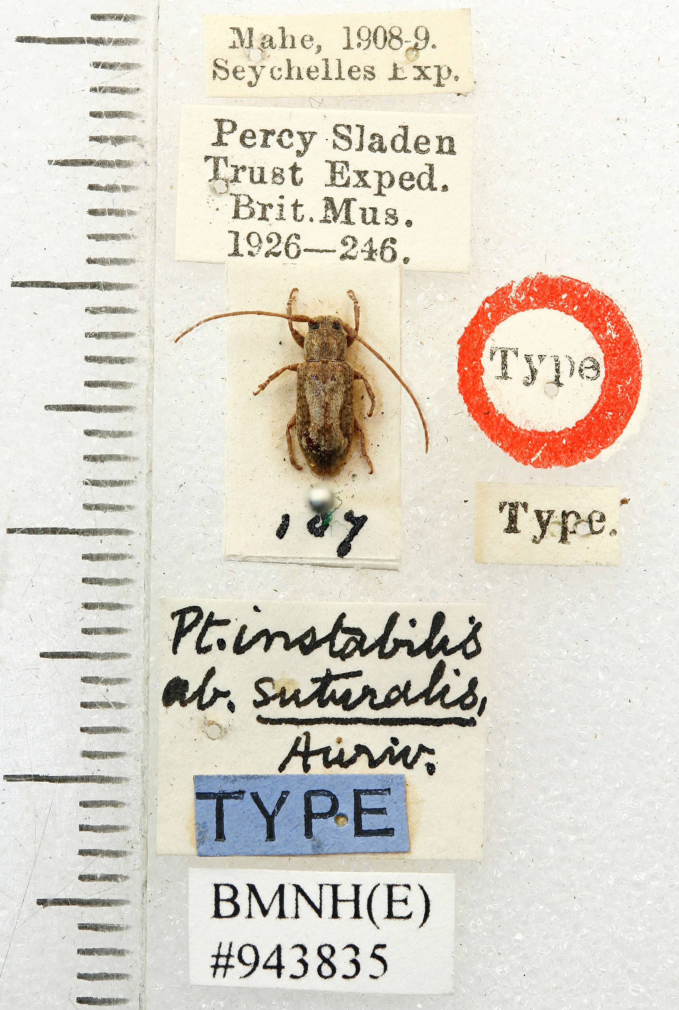 Image of Pterolophia instabilis Aurivillius 1922