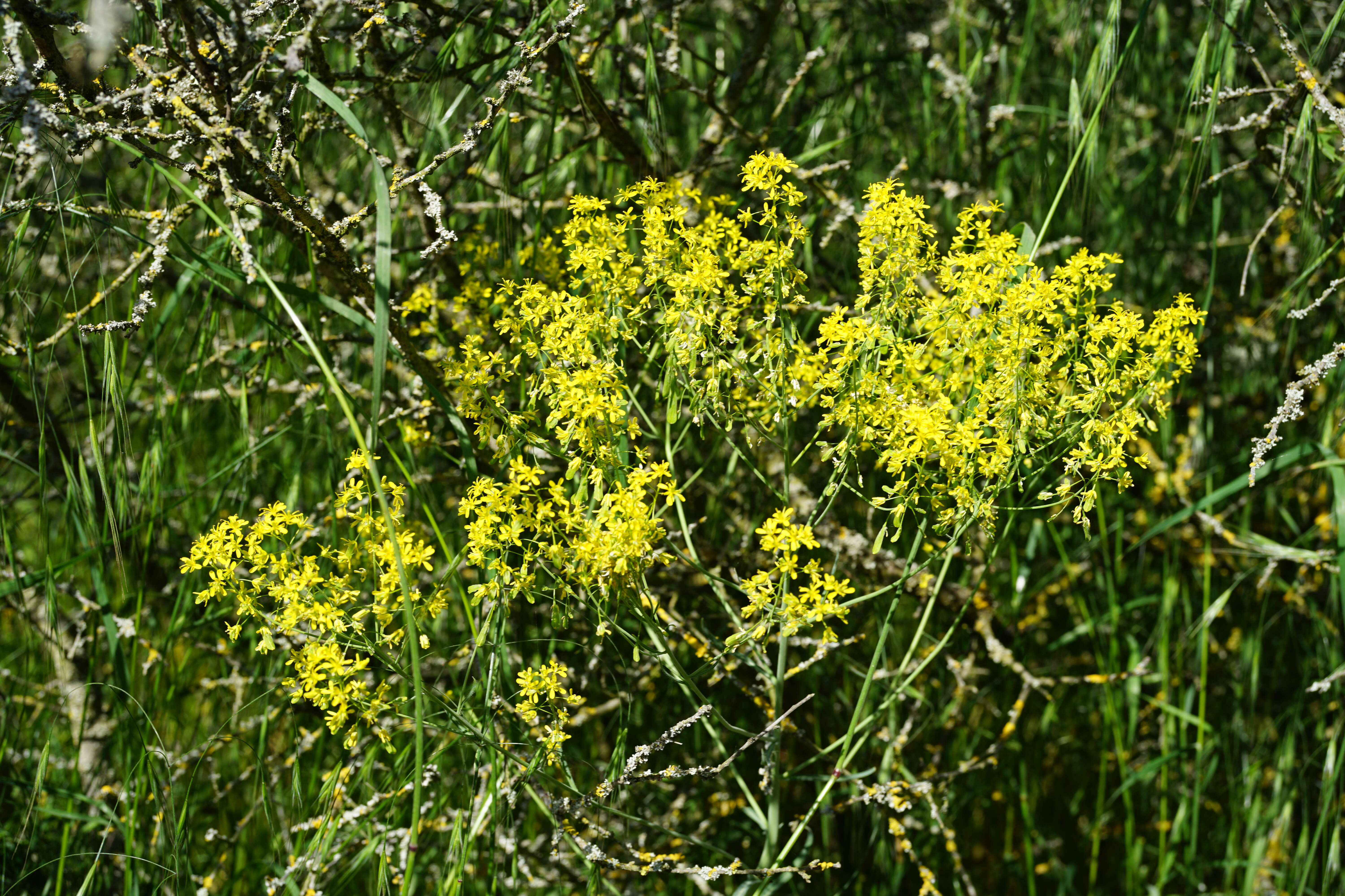 Image of woad