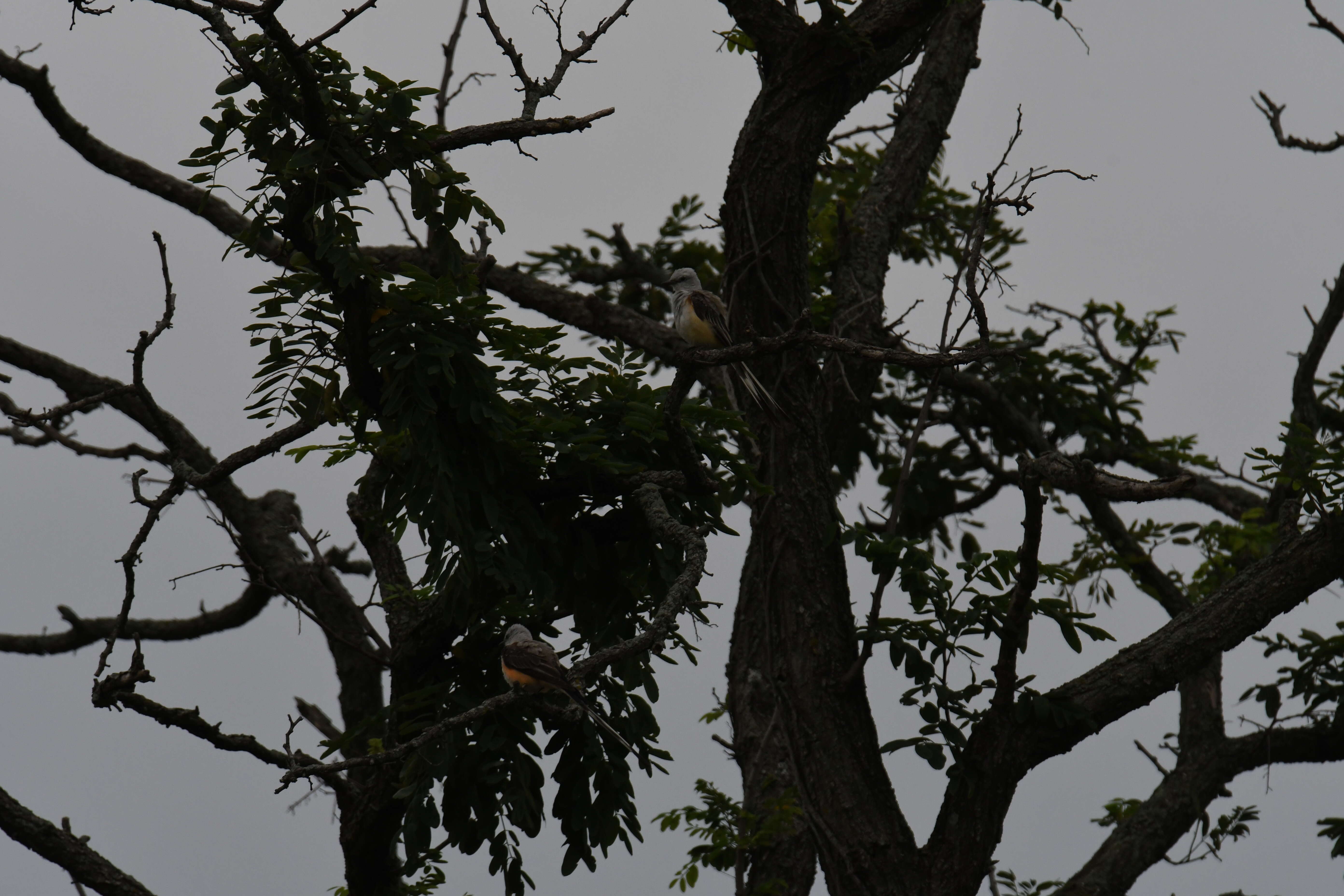 Image of Scissor-tailed Flycatcher