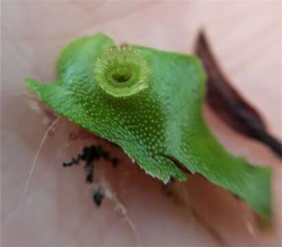 Image of Marchantia berteroana Lehm. & Lindenb.