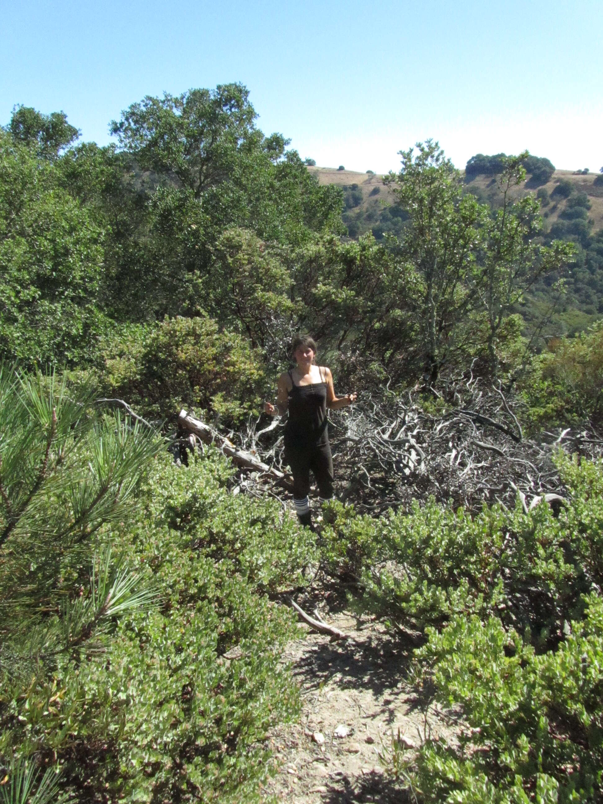 Слика од Arctostaphylos auriculata Eastw.