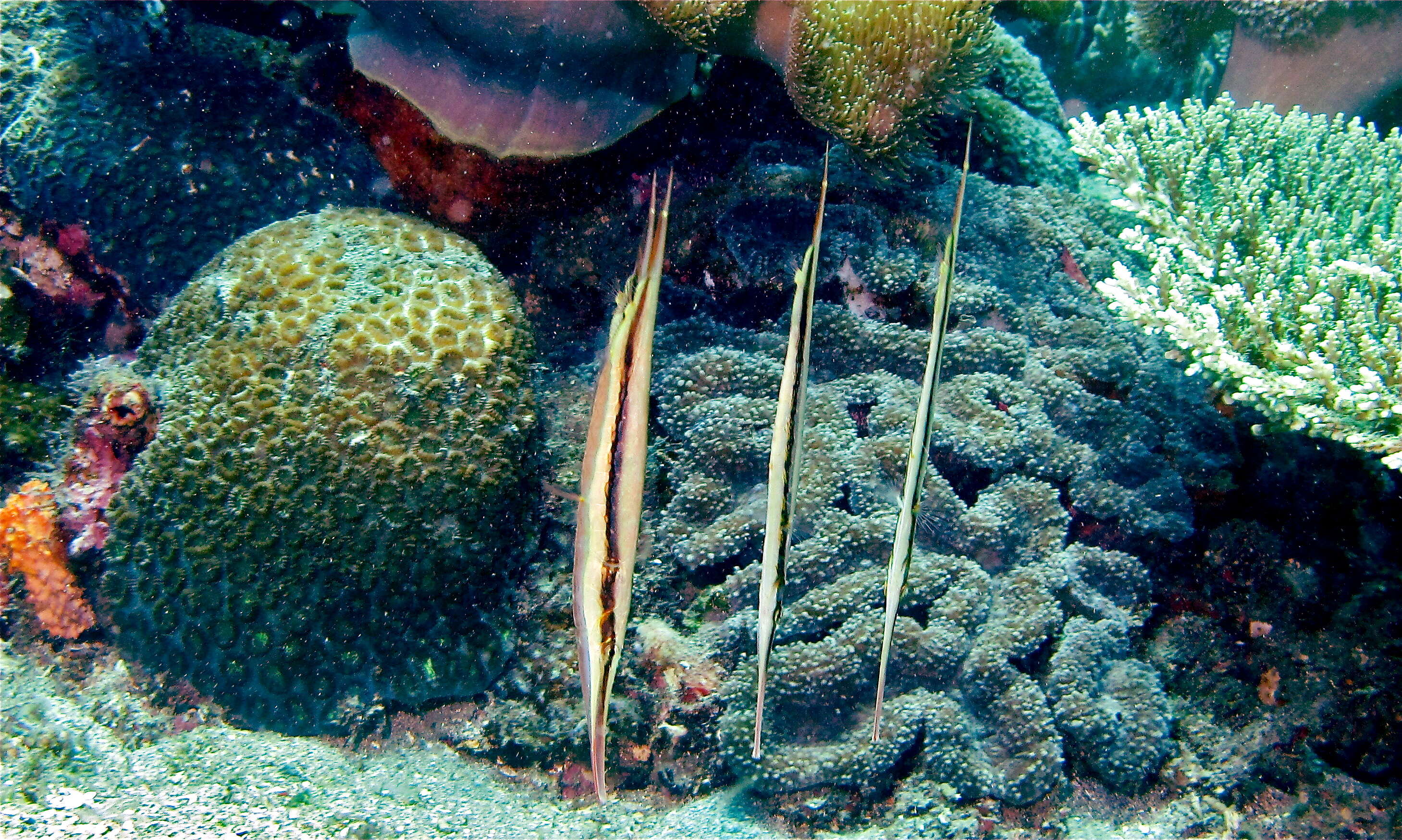 Image of Hinged shrimpfish