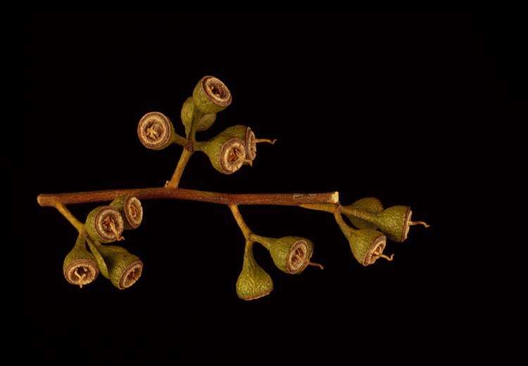 Image of Eucalyptus albida Maiden & Blakely